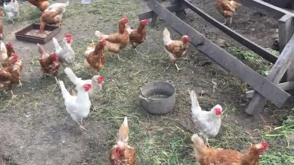 Poulets qui courent autour du poulailler 