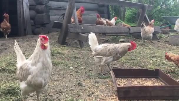 Güzel Tavuklar Koşuyor — Stok video