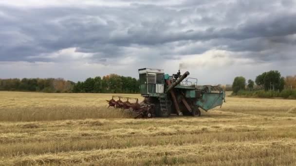 Połączyć Kombajn Zbiorów Pszenicy Pole — Wideo stockowe