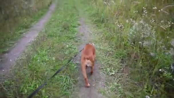 Cocker Spaniel for a walk — Stock Video