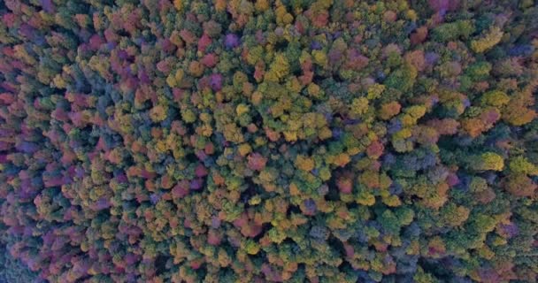 Вид с воздуха на осенний горный лес в тумане — стоковое видео