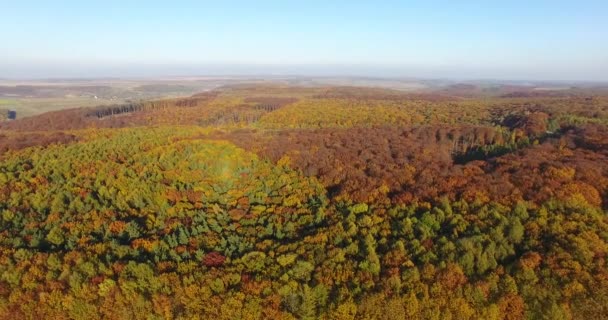 Вид с воздуха на осенний сосновый лес с желтыми и зелеными деревьями — стоковое видео