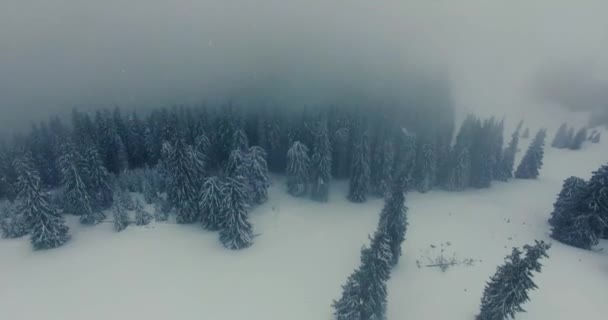 Vista aérea de árboles cubiertos de nieve en invierno — Vídeos de Stock