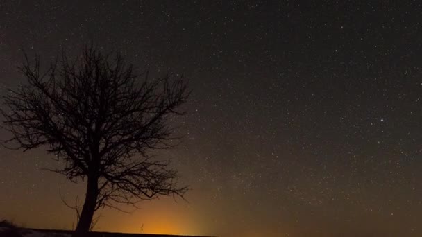 Star Trail Galaxy gira detrás de Joshua Tree en el impresionante Timelapse nocturno del desierto — Vídeos de Stock