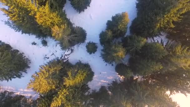 Bosque de invierno nevado durante el sol del amanecer, tiro aéreo. Bosque congelado invierno montaña paisaje, vídeo aéreo. Disparo de dron aéreo liso cinematográfico, bosque de invierno . — Vídeos de Stock