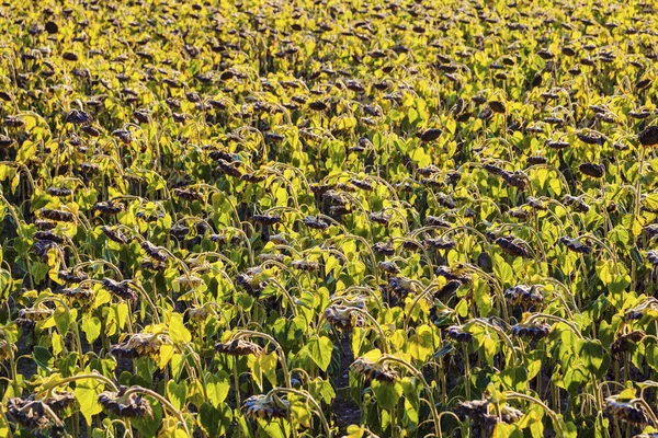 Campo di girasole nella zona di Losanna — Foto Stock