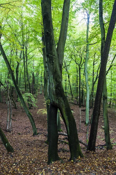 Parc national de Wolin en Pologne — Photo