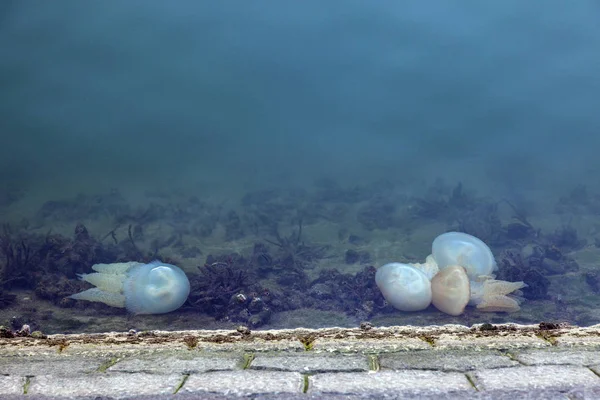 Lizbon'da görülen denizanası — Stok fotoğraf