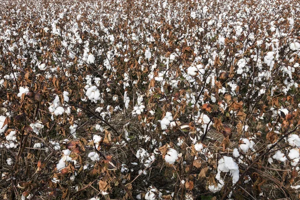 Cotton field in Delaware