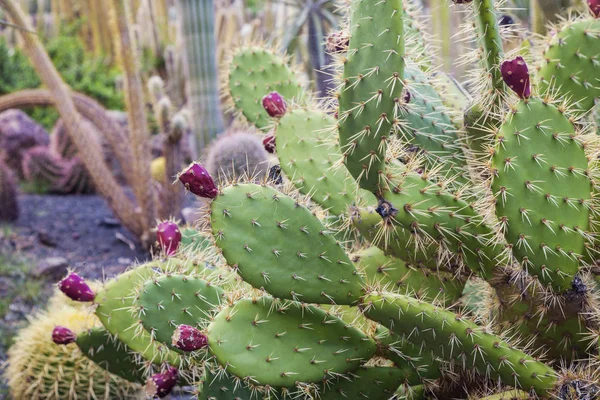 Cactus Park - Gran Canaria — Stock Photo, Image