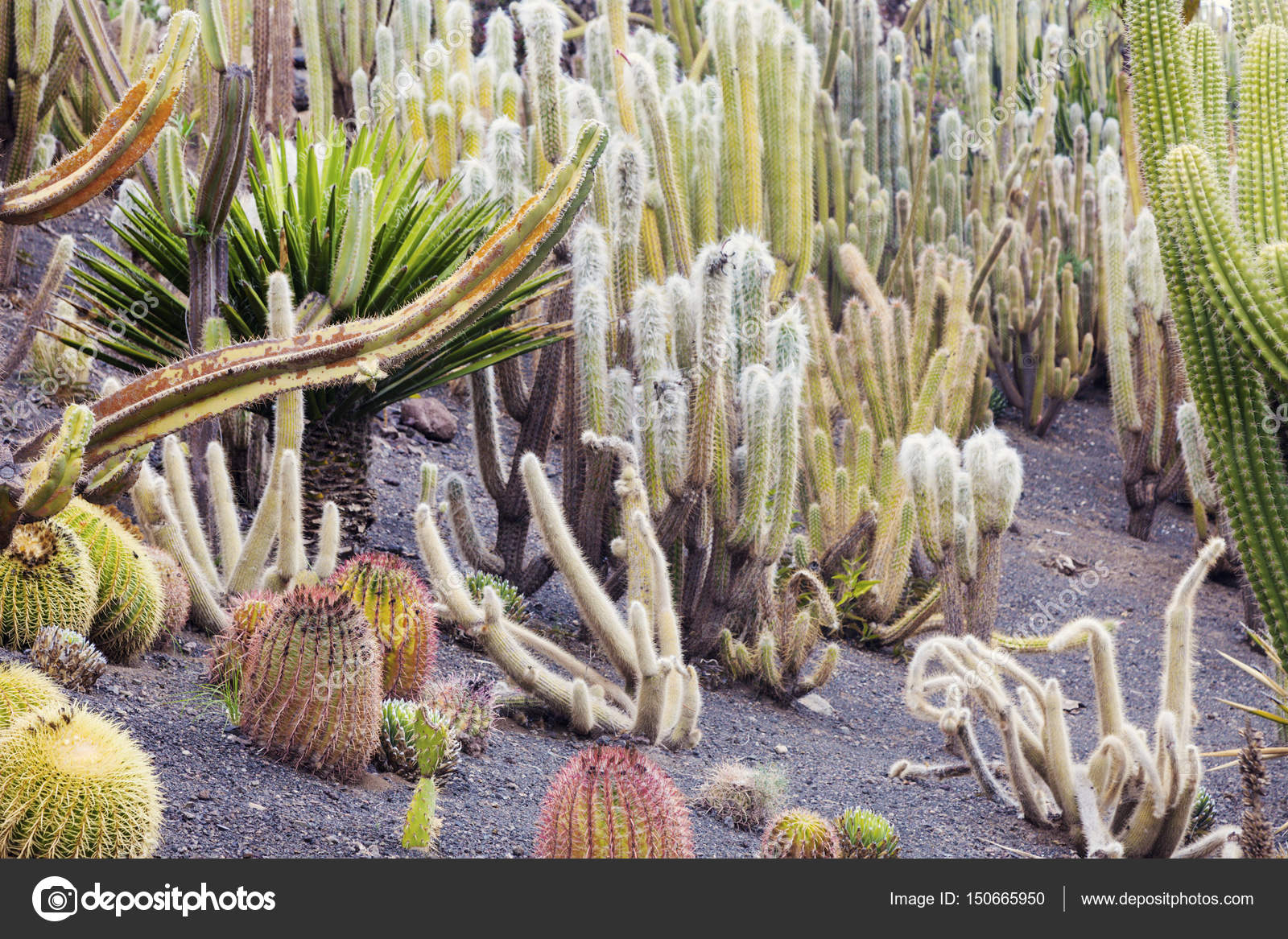 Cactus Park Gran Canaria — Stock Photo © benkrut 150665950