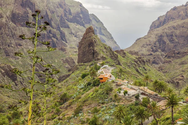 Masca, Tenerife Panoraması — Stok fotoğraf