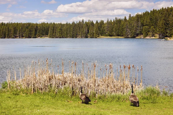 Národní Park v Kanadě lučiny — Stock fotografie