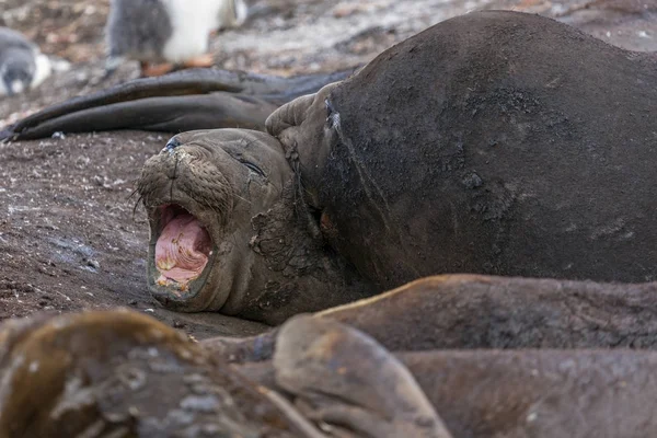 Southern elephant seals - Antarctic Peninsula, Antarctica. — Stock Photo, Image