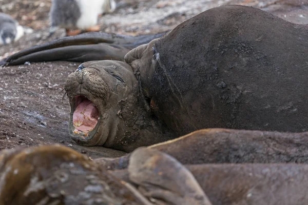 南ゾウアザラシ - 南極半島、南極. — ストック写真