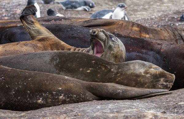 Yawning elephant seal — Stock Photo, Image