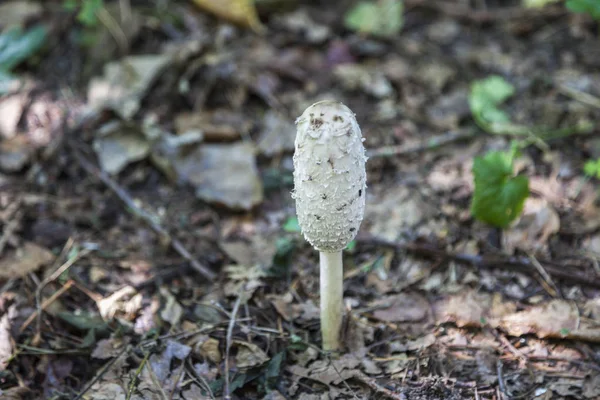 Champignon Parasol Dans Parc National Poleski Pologne Lubelskie Pologne — Photo