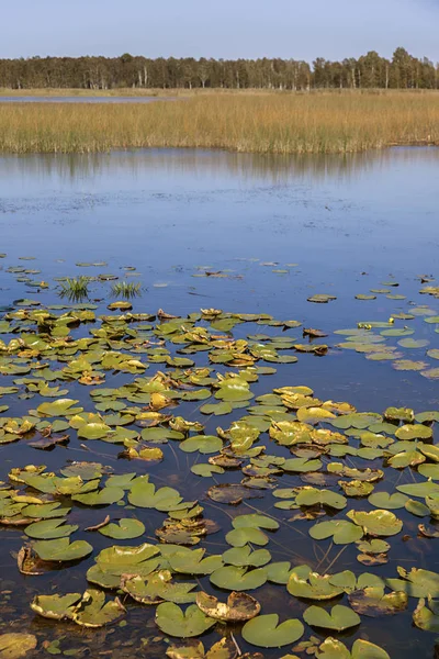 Poleski Nationaal Park Polen Lubelskie Polen — Stockfoto