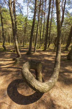 Curonian Spit Ulusal Parkı'nda dans ormanı