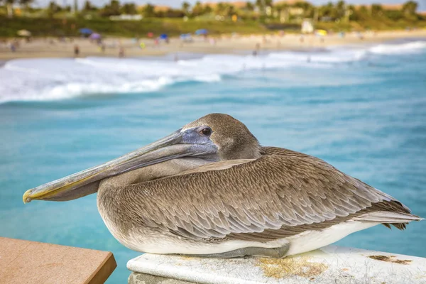 Pelican guardando Juno Beach Pier — Foto de Stock