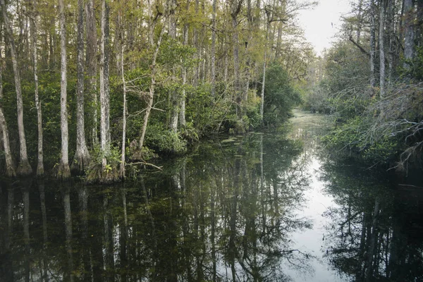Everglades Ulusal Parkı — Stok fotoğraf