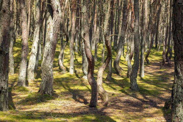 Танцующий лес в Национальном парке Куршской косы — стоковое фото