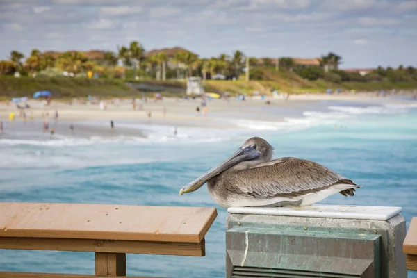Pelikan bewacht Juno Beach Pier — Stockfoto