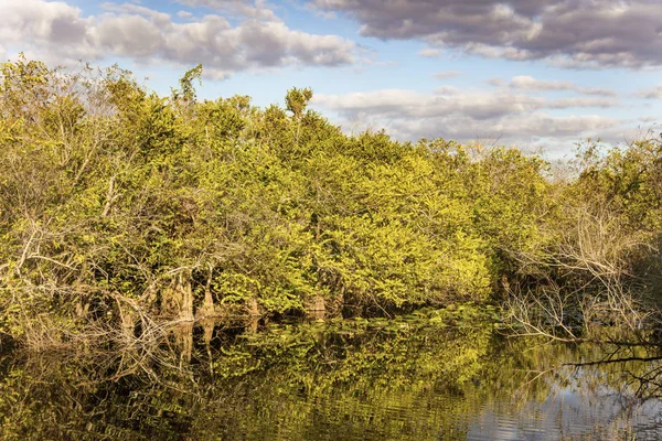 Everglades το εθνικό πάρκο — Φωτογραφία Αρχείου