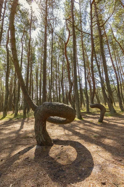 Bosque Danzante Parque Nacional Curonian Spit Zelenogradsk Óblast Kaliningrado Rusia — Foto de Stock