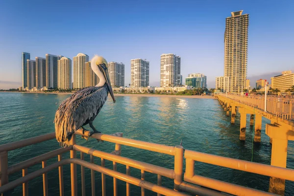 Sunny Isles Beach Sunny Isles Beach Florida Stati Uniti America — Foto Stock