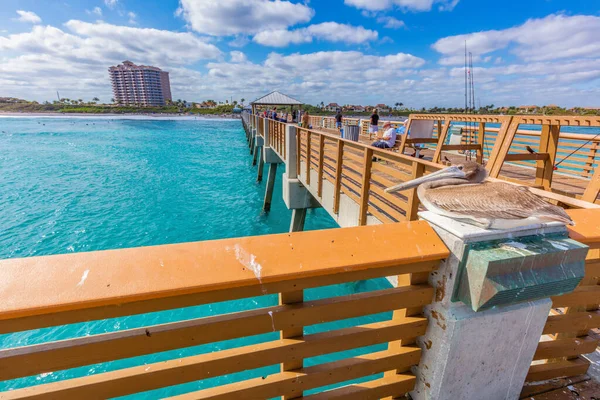 Pelikanen Vaktar Juno Beach Pier Juno Beach Florida Usa — Stockfoto