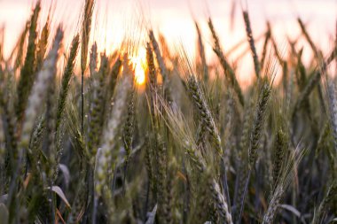 Yazın akşamları büyük yeşil buğday tarlası
