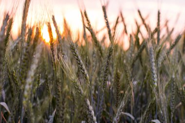Yazın akşamları büyük yeşil buğday tarlası