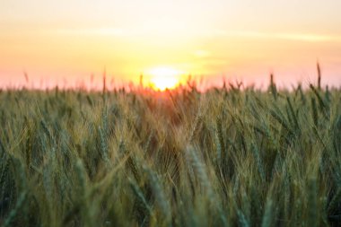 Yazın akşamları büyük yeşil buğday tarlası