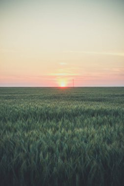 Yazın akşamları büyük yeşil buğday tarlası