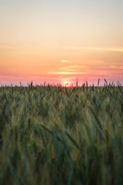 Yazın akşamları büyük yeşil buğday tarlası