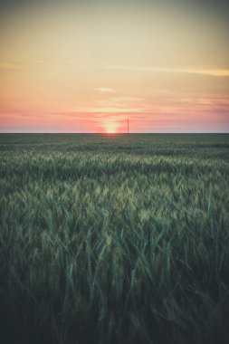 Yazın akşamları büyük yeşil buğday tarlası