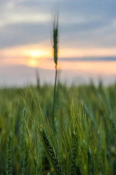 Gran Campo Trigo Verde Por Noche Verano —  Fotos de Stock