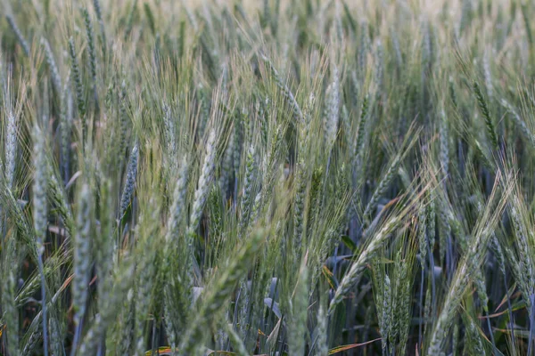 Großes Feld Mit Grünem Weizen Abend Sommer — Stockfoto