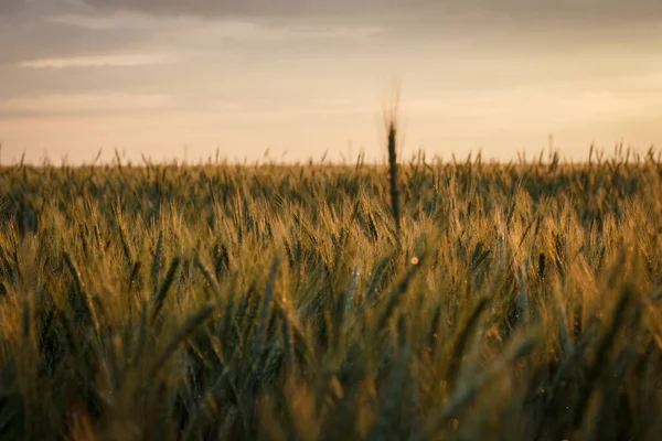 Gran Campo Trigo Verde Por Noche Verano —  Fotos de Stock