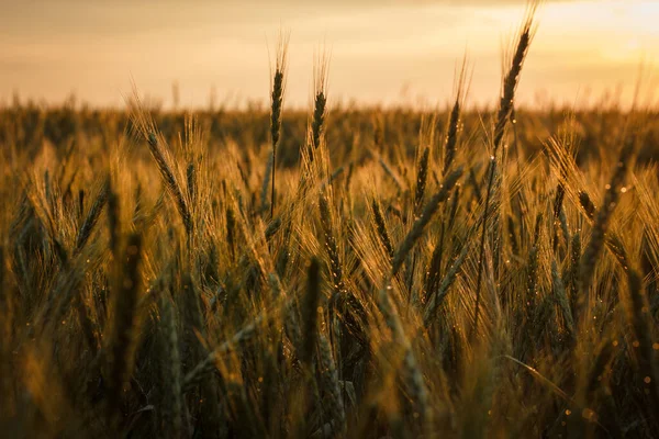 Gran Campo Trigo Verde Por Noche Verano —  Fotos de Stock