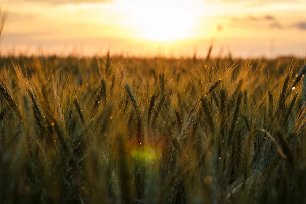 Gran Campo Trigo Verde Por Noche Verano —  Fotos de Stock