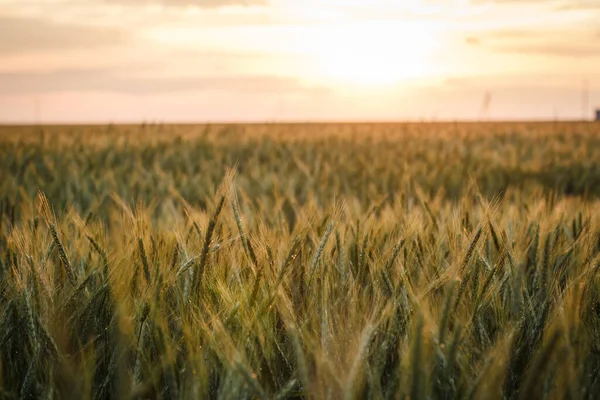 Gran Campo Trigo Verde Por Noche Verano — Foto de Stock