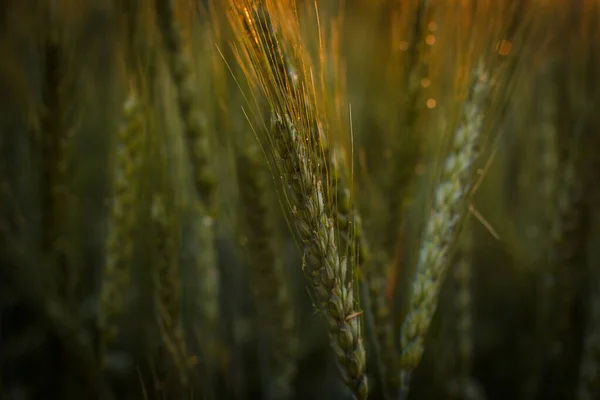 Gran Campo Trigo Verde Por Noche Verano —  Fotos de Stock