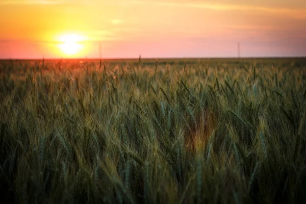 Gran Campo Trigo Verde Por Noche Verano — Foto de Stock