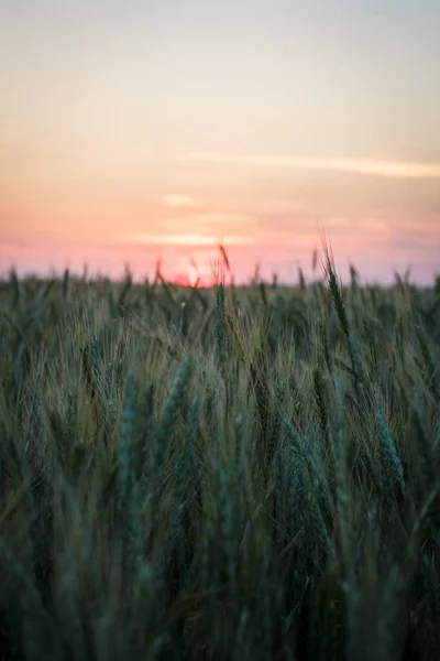 Nagy Mező Zöld Búza Este Nyáron — Stock Fotó