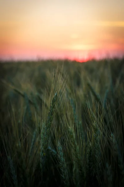 Big Field Green Wheat Evening Summer — Stock Photo, Image