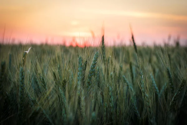 Большое Поле Зеленой Пшеницы Вечером Летом — стоковое фото