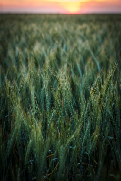 Gran Campo Trigo Verde Por Noche Verano —  Fotos de Stock