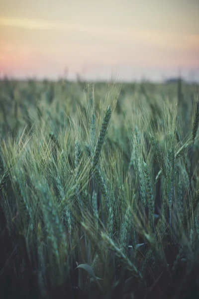 Gran Campo Trigo Verde Por Noche Verano —  Fotos de Stock